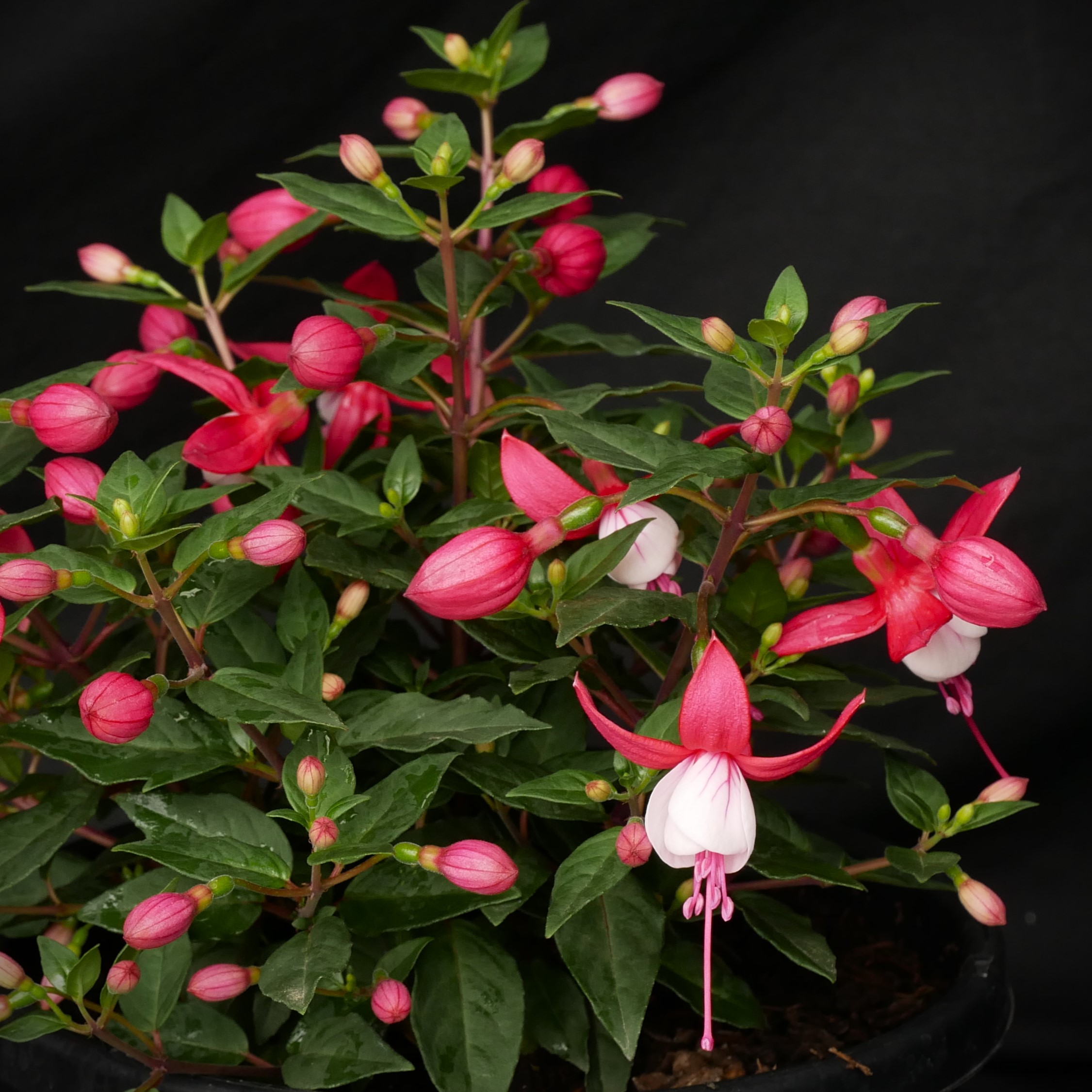 Fuchsia Ballerina Jete