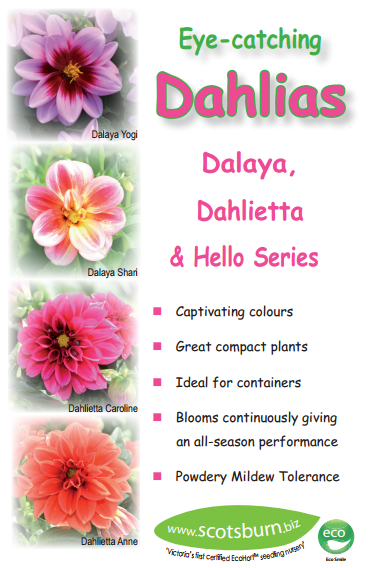 Dahlia Promo flier