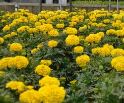 Marigold African, just in time for Lunar New Year 1 February, 2022