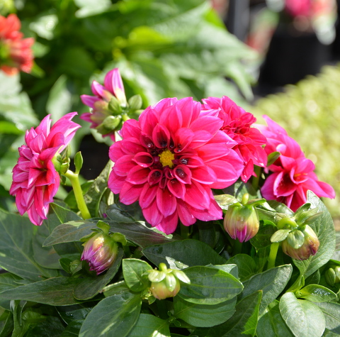 Dahlia Dahlietta Caroline