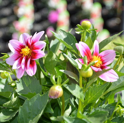Dahlia Dalaya Yogi