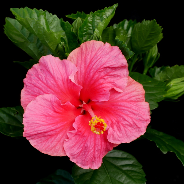 Hibiscus Rio Clara Hot Pink